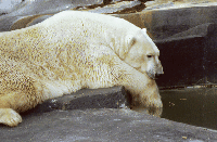 bear-photo: