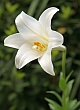 lily1